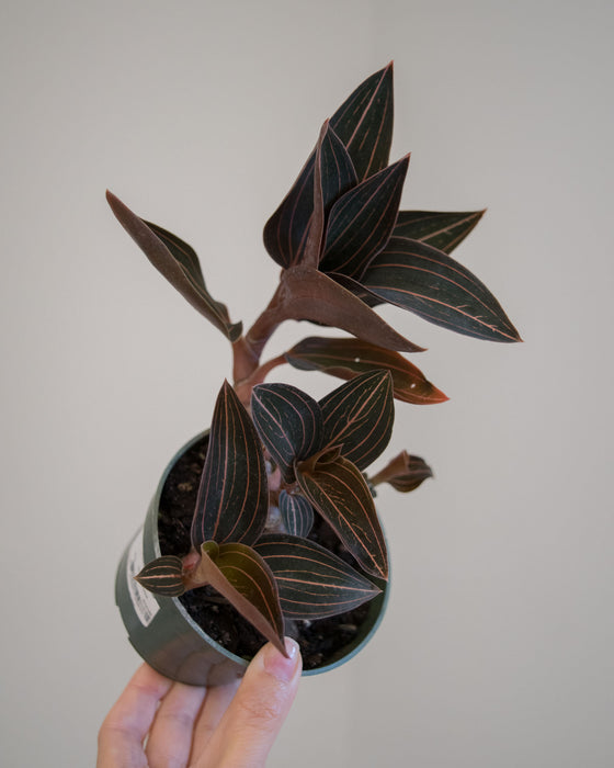 Ludisia Discolor 'Jewel Orchid' - 4"