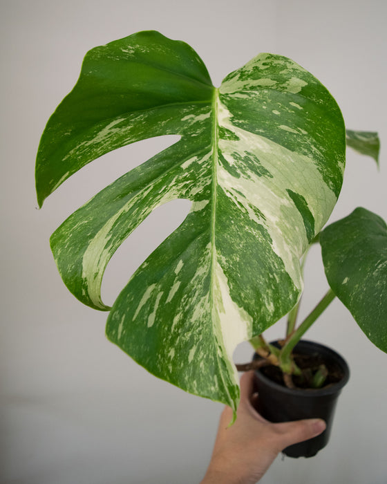 Monstera Deliciosa 'Albo Variegata' - 4"