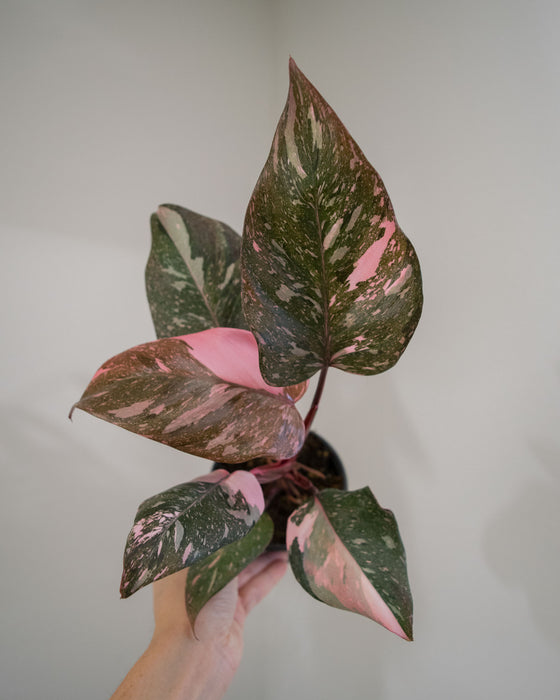 Philodendron 'Pink Princess Marble' - 4"