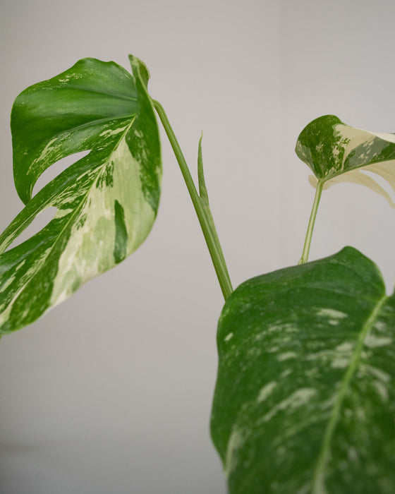 Monstera Deliciosa 'Albo Variegata' - 4"