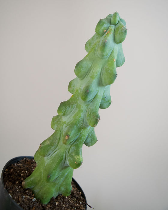 Myrtillocactus 'Fukurokuryuziboku' - 4"