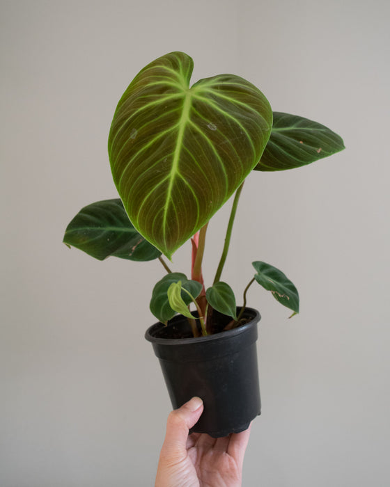 Philodendron 'El Choco Red' - 4"