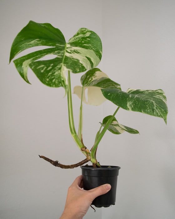 Monstera Deliciosa 'Albo Variegata' - 4"