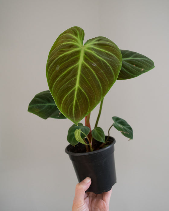 Philodendron 'El Choco Red' - 4"