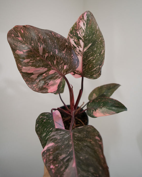 Philodendron 'Pink Princess Marble' - 4"