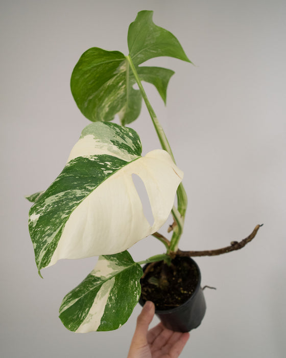 Monstera Deliciosa 'Albo Variegata' - 4"