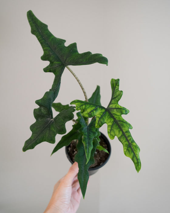 Alocasia Sulawesi 'Jacklyn' - 4"