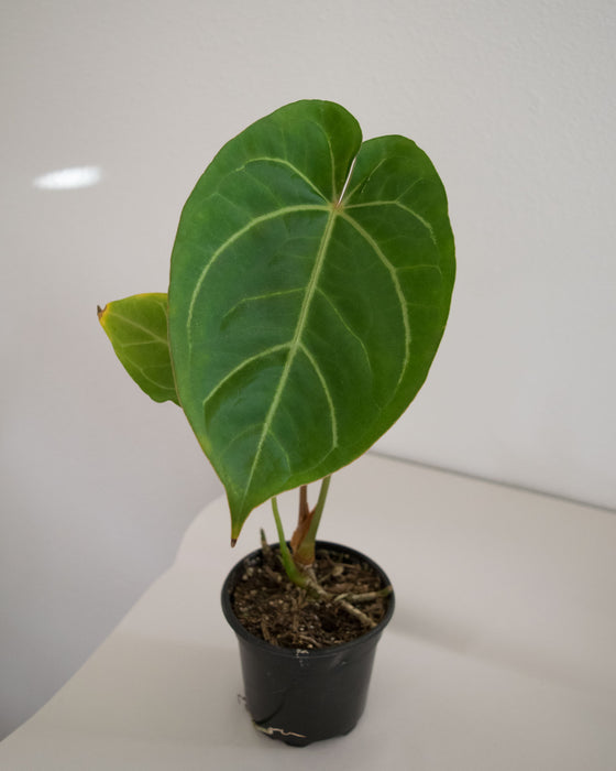 Anthurium Papillilaminum 'Ori' Hybrid - 4"