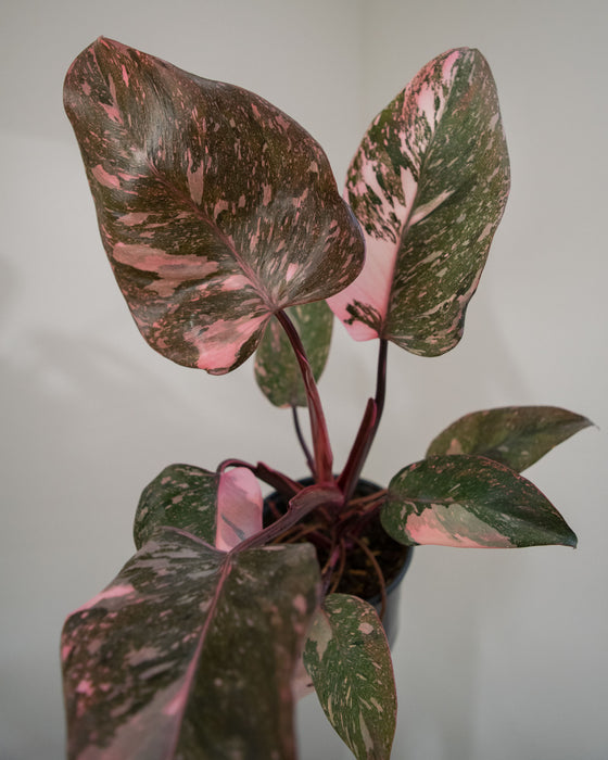 Philodendron 'Pink Princess Marble' - 4"