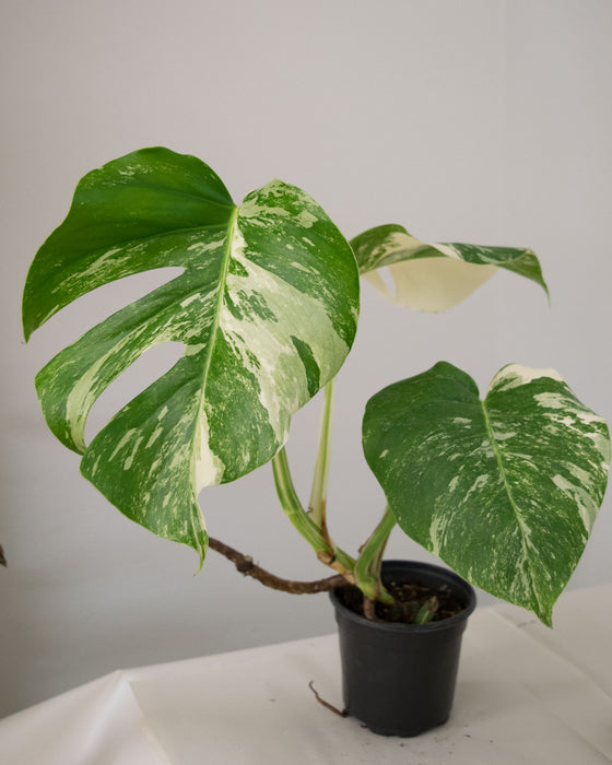 Monstera Deliciosa 'Albo Variegata' - 4"