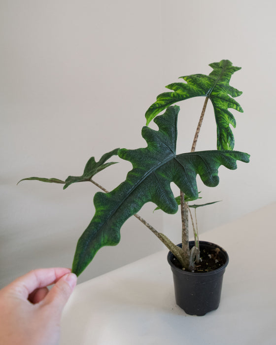 Alocasia Sulawesi 'Jacklyn' - 4"