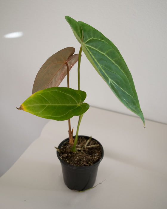 Anthurium Papillilaminum 'Ori' Hybrid - 4"