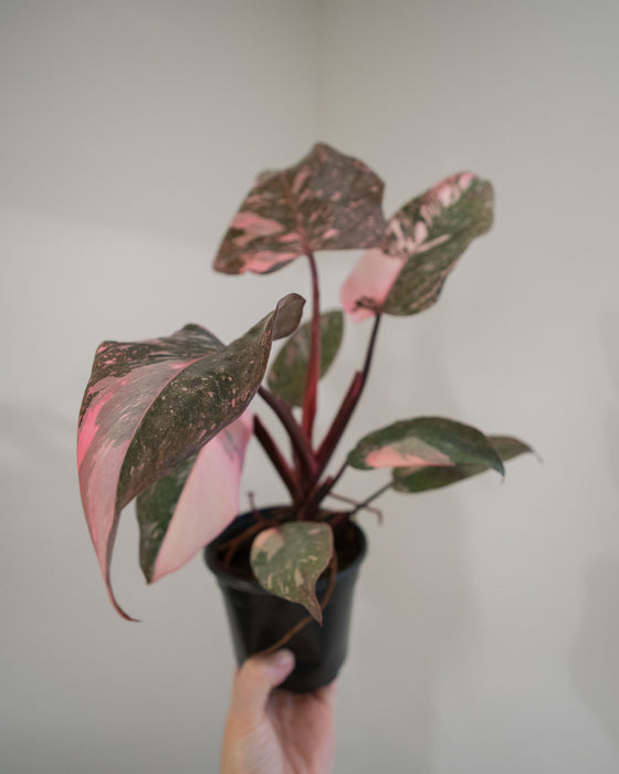 Philodendron 'Pink Princess Marble' - 4"