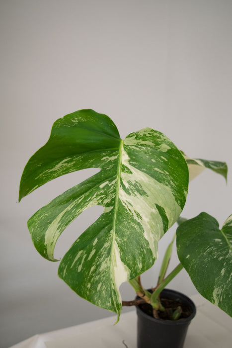 Monstera Deliciosa 'Albo Variegata' - 4"