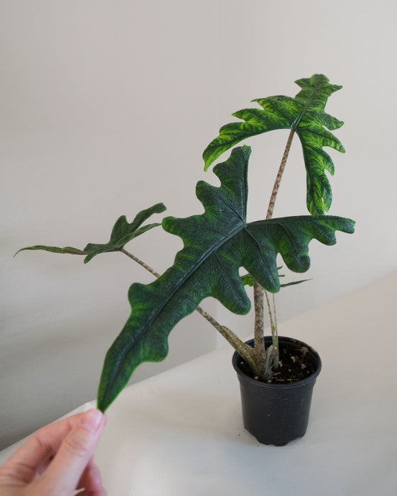 Alocasia Sulawesi 'Jacklyn' - 4"