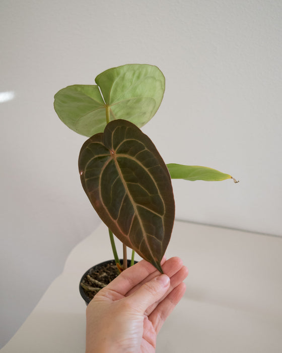 Anthurium Papillilaminum 'Ori' Hybrid - 4"