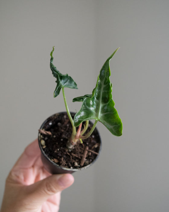 Alocasia 'Loco' - 2"