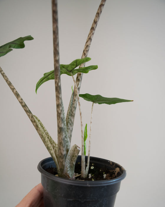 Alocasia Sulawesi 'Jacklyn' - 4"