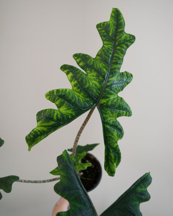 Alocasia Sulawesi 'Jacklyn' - 4"