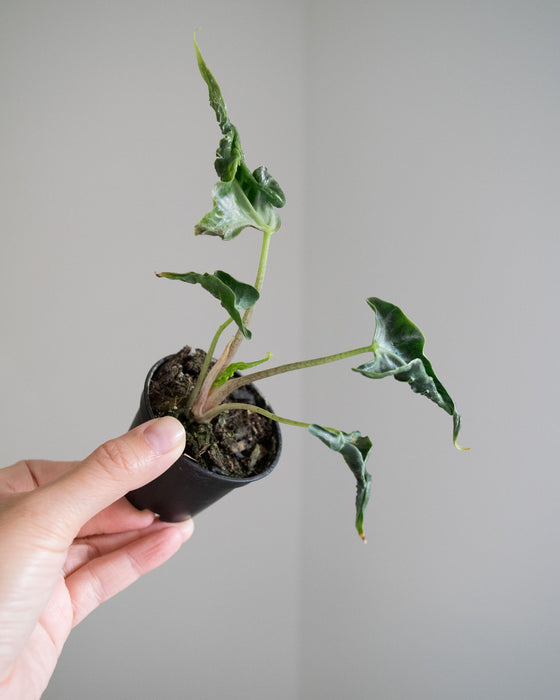 Alocasia 'Loco' - 2"