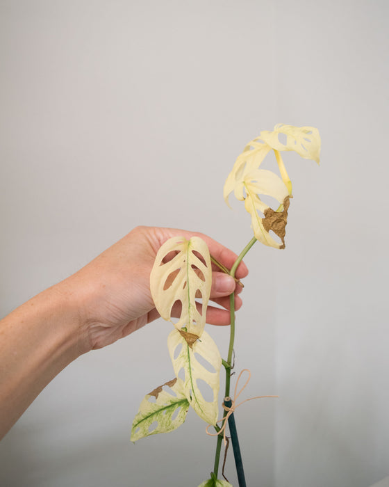 Monstera Acuminata 'Variegated' - 4"