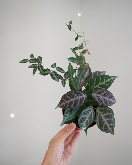 Bignonia Argyro Violacea - 4"