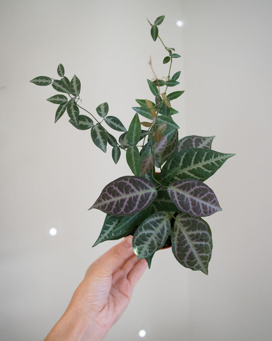 Bignonia Argyro Violacea - 4"