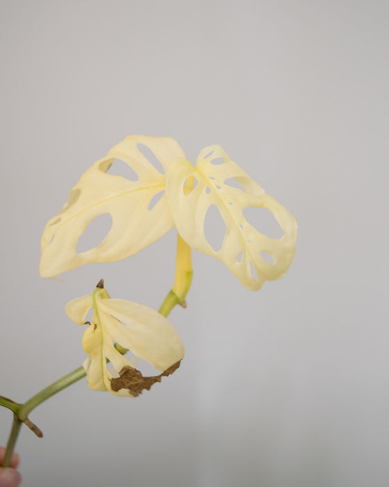 Monstera Acuminata 'Variegated' - 4"