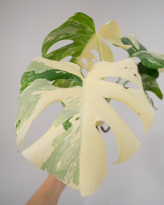 Monstera Deliciosa 'Albo Variegata' - 4" (High Variegation)