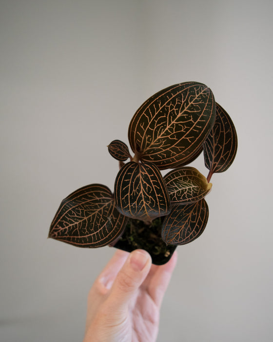 Ludochilus Dominyi 'Jewel Orchid' - 3"