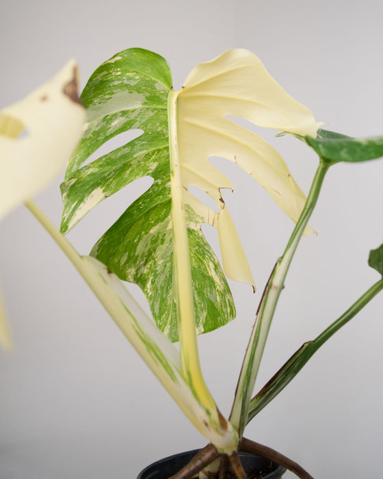 Monstera Deliciosa 'Albo Variegata' - 4" (High Variegation)