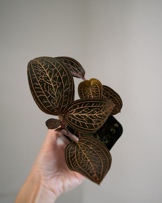 Ludochilus Dominyi 'Jewel Orchid' - 3"