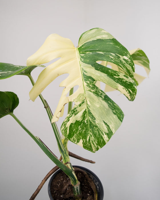 Monstera Deliciosa 'Albo Variegata' - 4" (High Variegation)