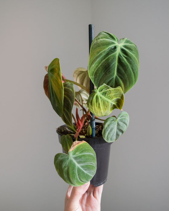 Philodendron 'El Choco Red' - 4"