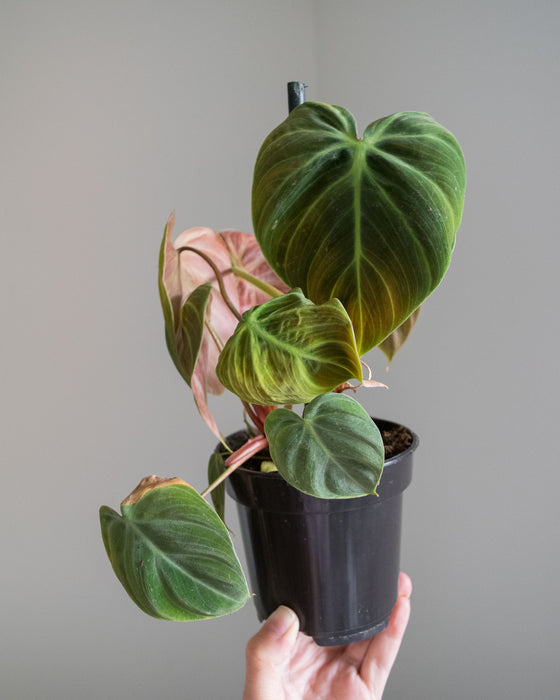 Philodendron 'El Choco Red' - 4"