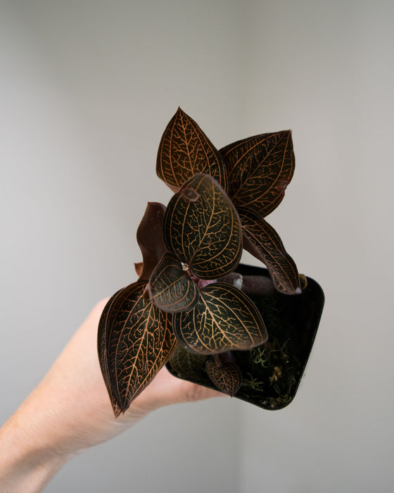 Ludochilus Dominyi 'Jewel Orchid' - 3"