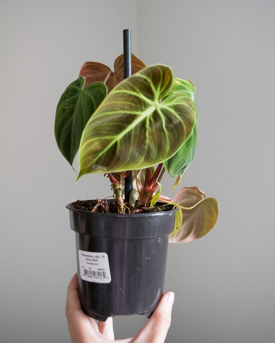 Philodendron 'El Choco Red' - 4"