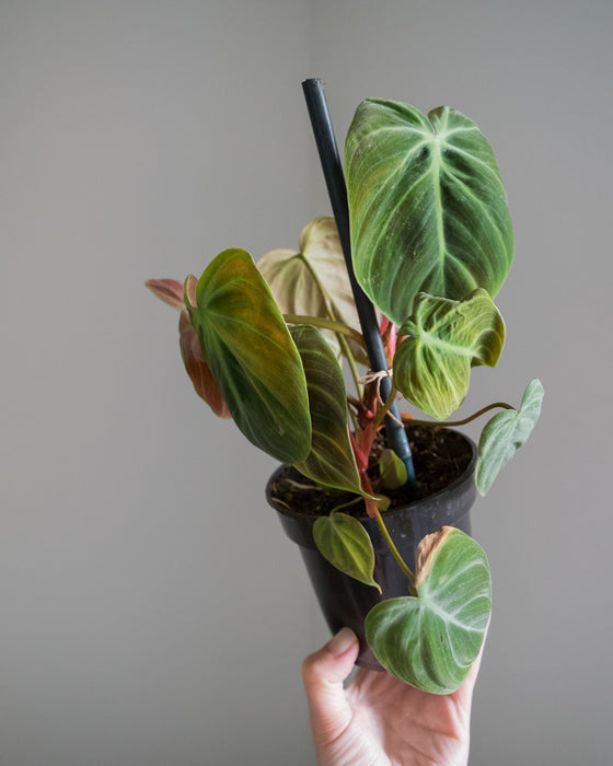 Philodendron 'El Choco Red' - 4"