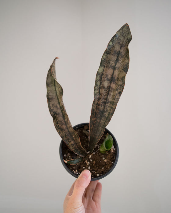 Sansevieria Kirkii 'Coppertone' - 4"