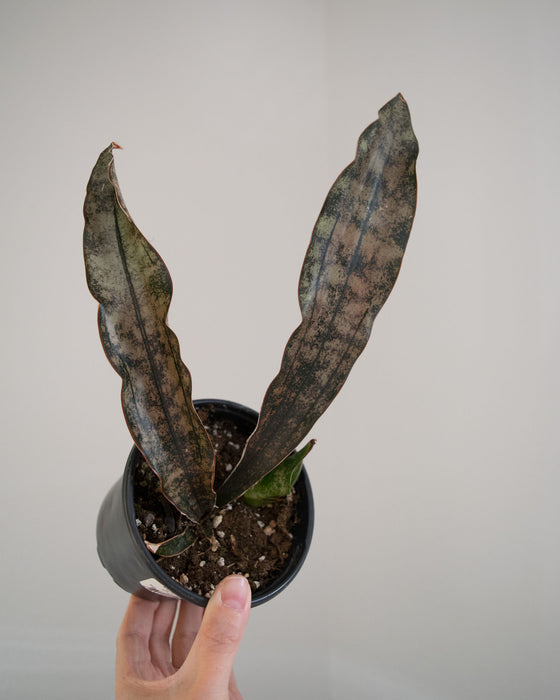 Sansevieria Kirkii 'Coppertone' - 4"