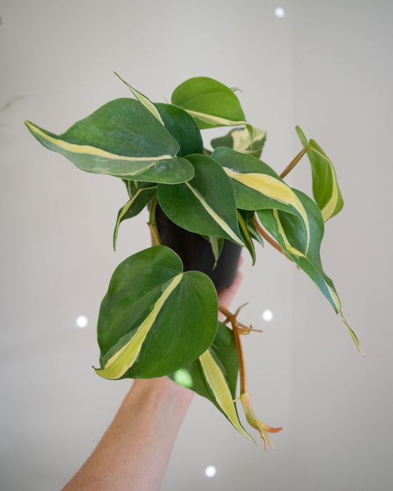 Philodendron 'Silver Stripe' - 4"