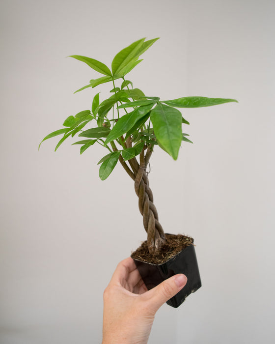 Pachira Aquatica 'Money Tree' - 3"