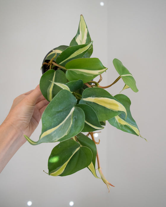 Philodendron 'Silver Stripe' - 4"