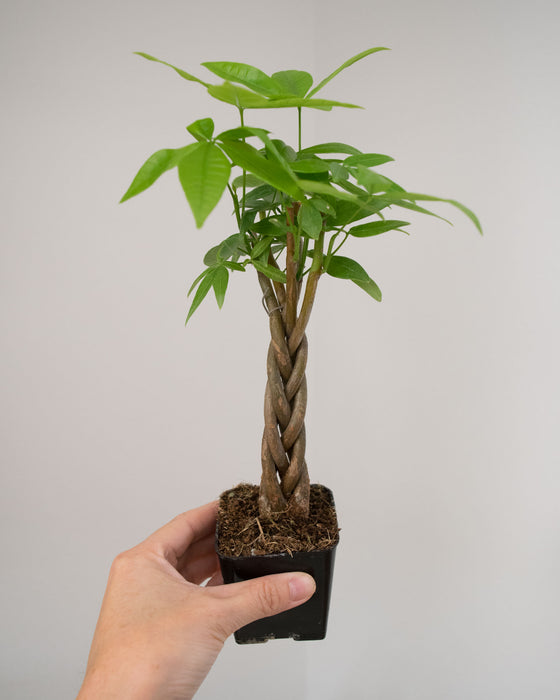 Pachira Aquatica 'Money Tree' - 3"