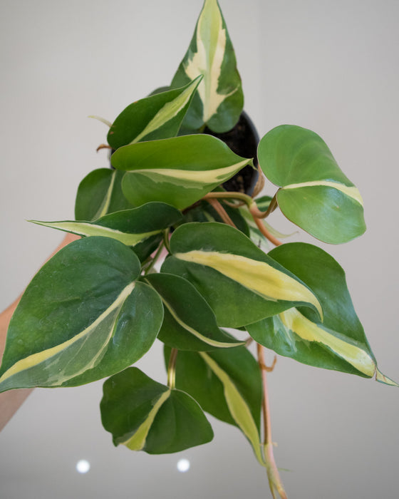 Philodendron 'Silver Stripe' - 4"