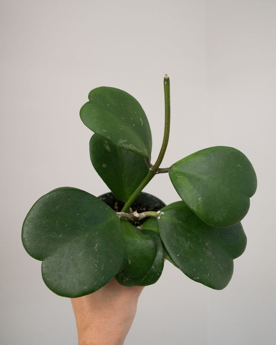 Hoya Kerrii - 4"