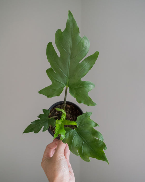 Alocasia 'Brancifolia' - 4"