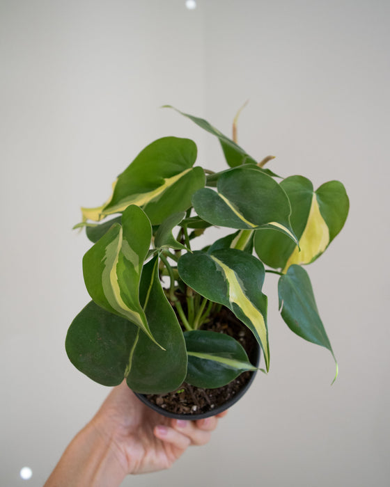 Philodendron 'Silver Stripe' - 4"