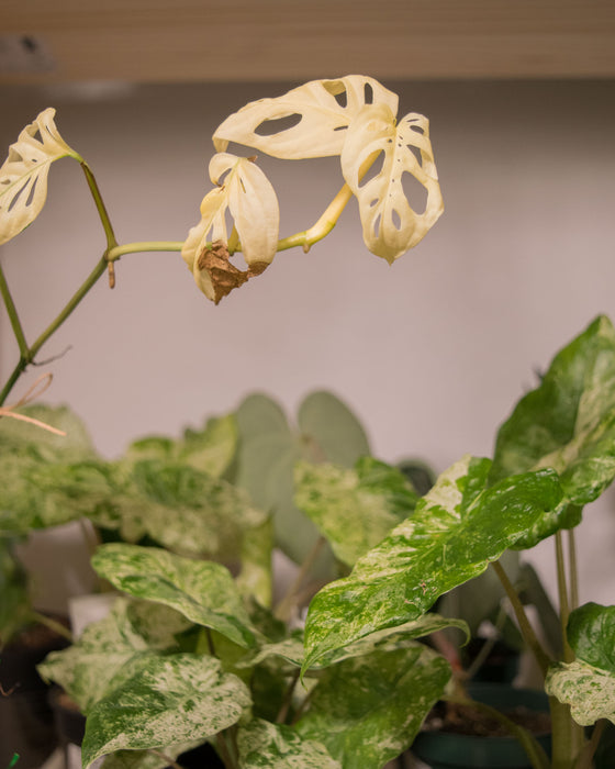 Monstera Acuminata 'Variegated' - 4"