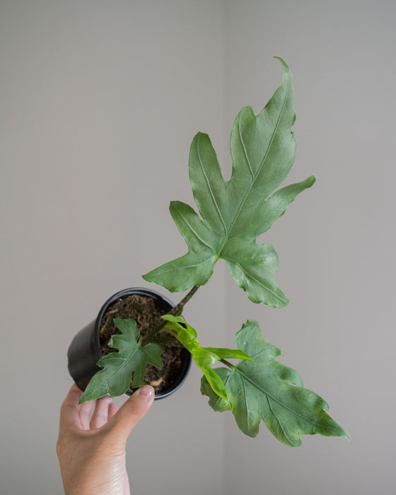 Alocasia 'Brancifolia' - 4"